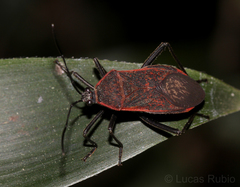 Laminiceps fenestratus