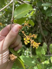 Heteropterys laurifolia