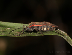Laminiceps fenestratus