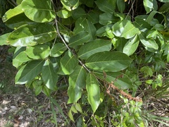 Heteropterys laurifolia