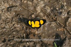 Cyllopoda jatropharia