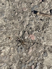 Agelenopsis
