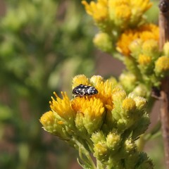 Acmaeodera bacchariphaga