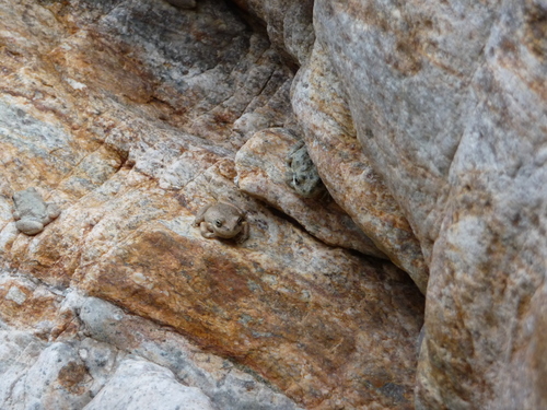 iNaturalist observation photo of California Tree Frog