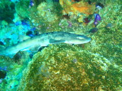 Haploblepharus pictus