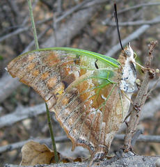 Charaxes candiope