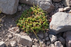 Potentilla brevifolia