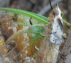 Charaxes candiope