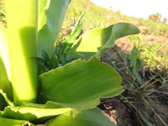 Eucomis