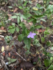 Siphonoglossa sessilis