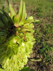 Eucomis