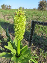 Eucomis