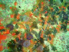 Pentacta doliolum