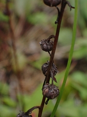Pyrola chlorantha