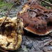 Doughnut Fungus - Photo (c) Colin Ralston, some rights reserved (CC BY-NC), uploaded by Colin Ralston