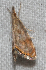 Glaucocharis dilatella