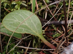 Pyrola chlorantha