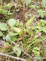 Pyrola chlorantha