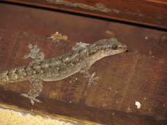 Phyllopezus pollicaris