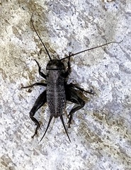 Gryllus saxatilis