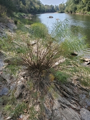 Amsonia hubrichtii