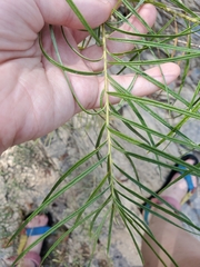 Amsonia hubrichtii