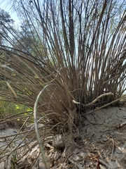 Amsonia hubrichtii