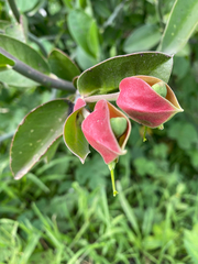 Euphorbia tithymaloides