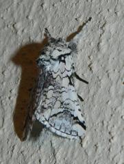 Pseudorethona albicans