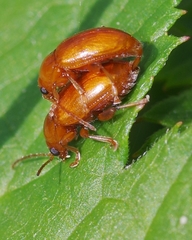 Neocrepidodera transversa