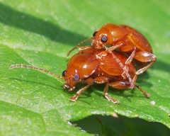 Neocrepidodera transversa