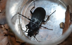Abax ovalis