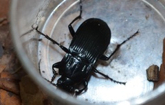 Abax ovalis
