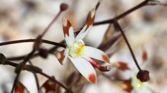 Nemacladus rubescens