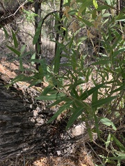 Salix gooddingii