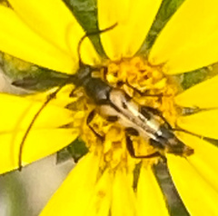 Strangalia sexnotata