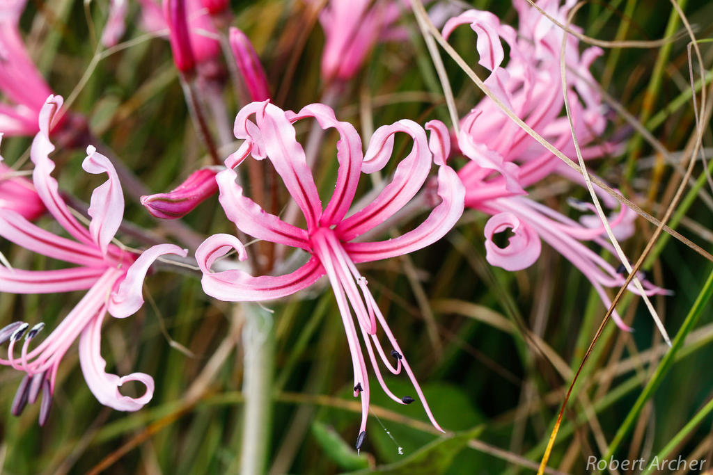 Ribbon Nerine