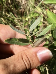 Salix humilis tristis