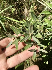 Salix humilis tristis
