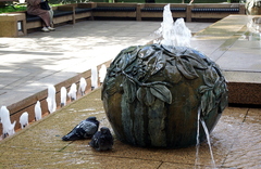 Columba livia domestica