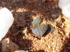 Anacampseros retusa