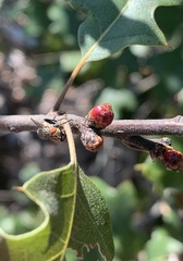 Callirhytis perditor