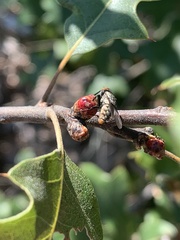 Callirhytis perditor