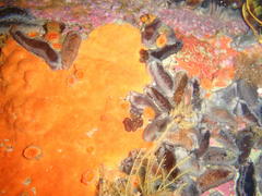 Pentacta doliolum