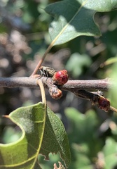 Callirhytis perditor