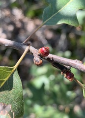 Callirhytis perditor