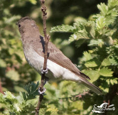 Prodotiscus regulus regulus
