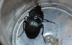 Abax ovalis