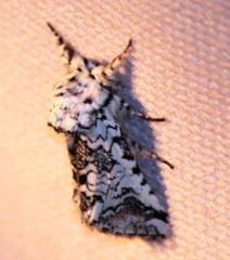 Pseudorethona albicans