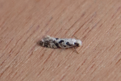 Nemapogon nevadella